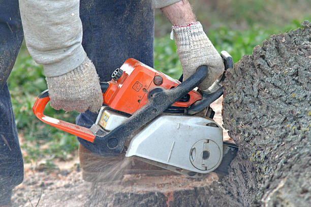 Chadron, NE Tree Services Company